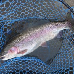 天竜川ルアーフライ専用区